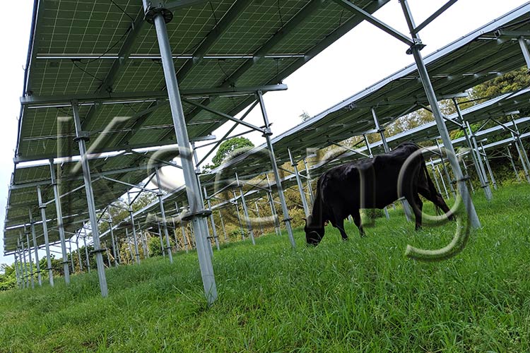 Kan zonnelandbouw de moderne landbouwsector verbeteren?

